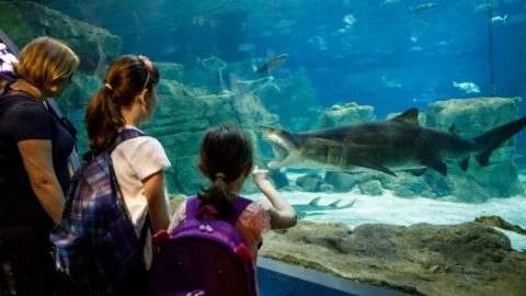 A picture of a family looking at marine life at Salthill Aquarium. Oranmore Lodge is the perfect base for your next family hotel break in Galway. This family friendly hotel with swimming pool offers lots of activities in the hotel and nearby to keep families entertained in Galway.