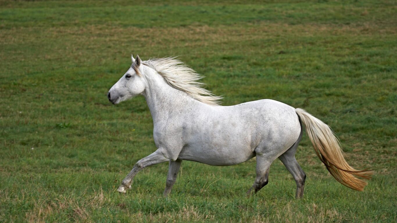 connemara pony in field